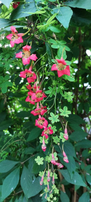 T. speciosum.jpg