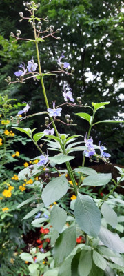 Clerodendr. u..jpg