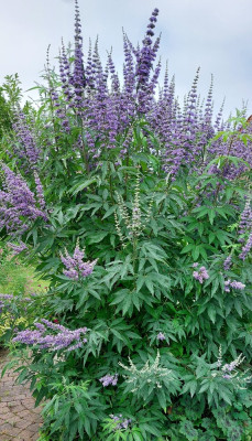 Vitex agnus-.jpg