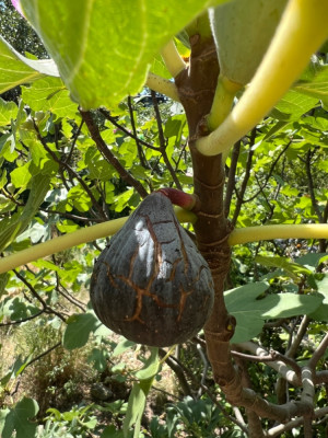Pastilière sind sehr empfindlich
