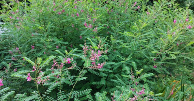 Indigofera h..jpg