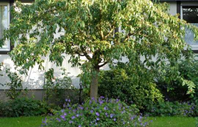 Prunus_serrulata_Kiku-shidare-zakura-0107-klein.jpg