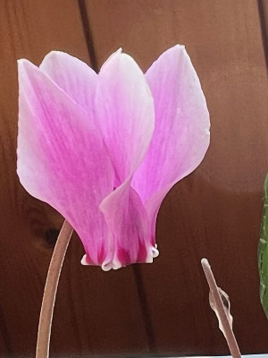 2024-08-16 Cyclamen cilicium.jpg