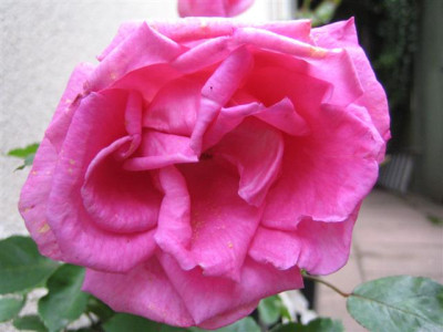 IMG_3915_Small.JPG