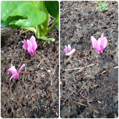 Hederifolium.jpg