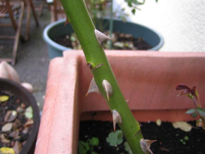 IMG_3913_Small.JPG