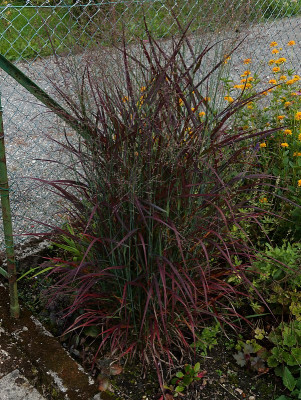 DSC02059_DxO.jpg