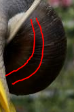 schnecke.PNG
