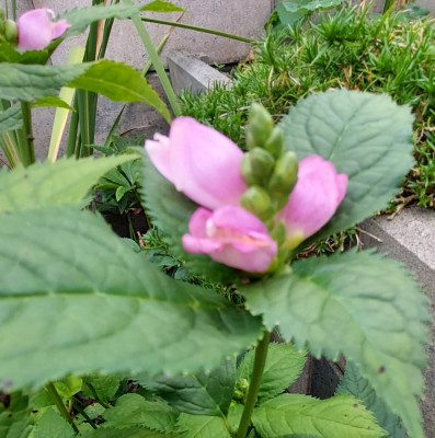 20240817_160727.jpg