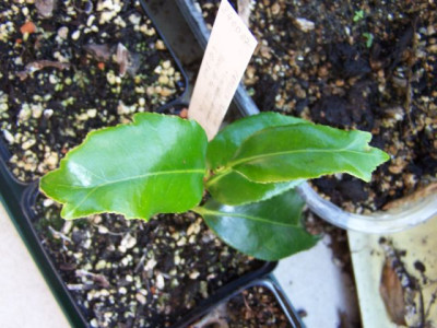 100_1527_Camellia_versicolor_Blatt__640.jpg