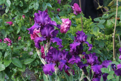 IrisSoLfalschPerfume8.JPG