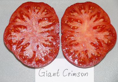 240818_Giant Crimson_3.jpg