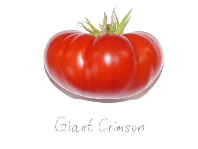 240818_Giant Crimson_2.jpg