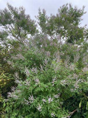 Vitex negundo August 2024.jpg