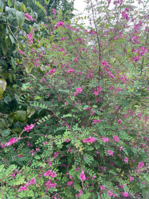 Indigofera howelii Reginald Cory August 2024.jpg