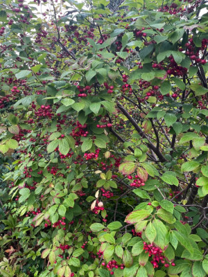 Euonymus planipes August 2024.jpg