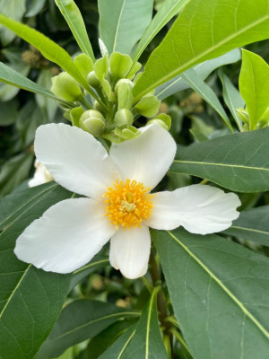 Gordlinia grandiflora August 2024.jpg