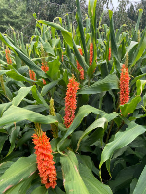 Hedychium densiflorum Assam Orange August 2024.jpg