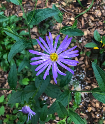 IMG_4966.jpeg