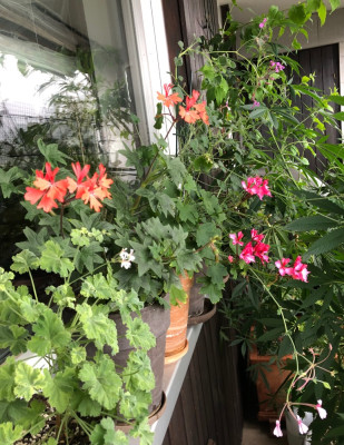 IMG_4974.jpeg