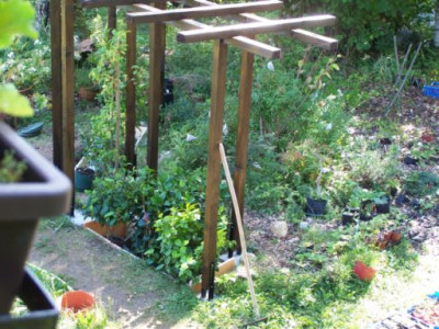 100_1526_Kamellien_in_der_Grube__500.jpg
