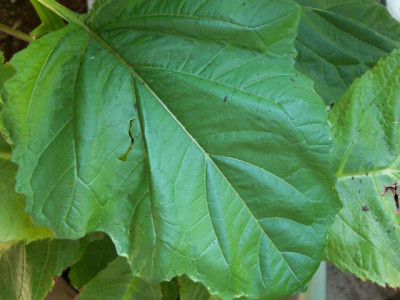 100_1521_Blatt_von_unbek._Pflanze__640.jpg