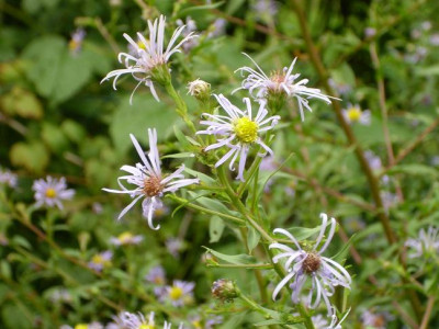 6.September_2008kl.23_Aster_puniceusnah.JPG