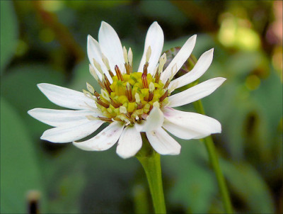 Aster_rugulosus_Asrugo.jpg