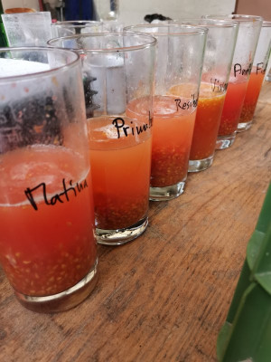 Tomate Samenreinigung.jpeg
