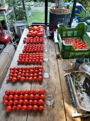 Tomaten 20220727.jpeg