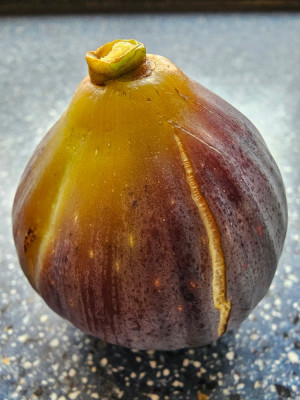 Bouholi FDM Herbstfeige aussen.jpg