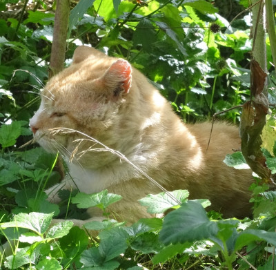 garfield05.jpg