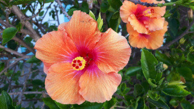 Hibiskus Albufeira.jpg