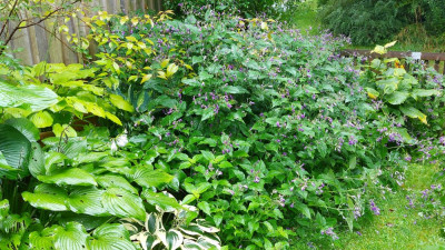 Strobilanthes, Hosta