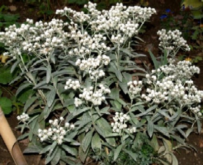 Anaphalis_triplinervis_sommerschnee.jpg