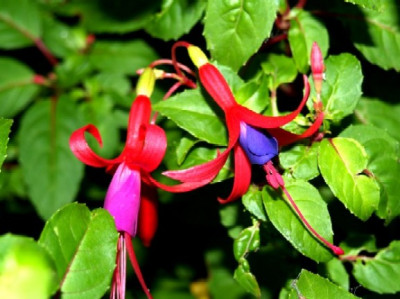 Freilandfuchsie.jpg