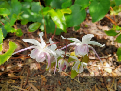 Epimedium grandiflorum Sämling V07.jpg