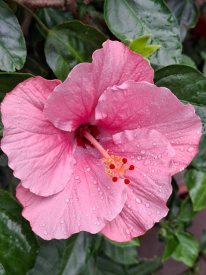 240722_Hibiskus_rosa.jpg
