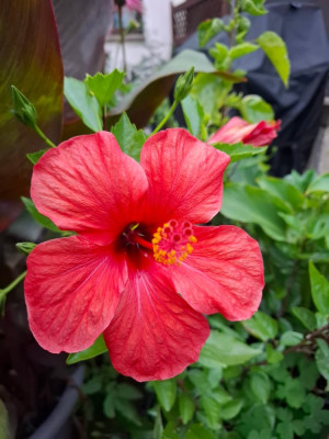 240722_Hibiskus_rot.jpg