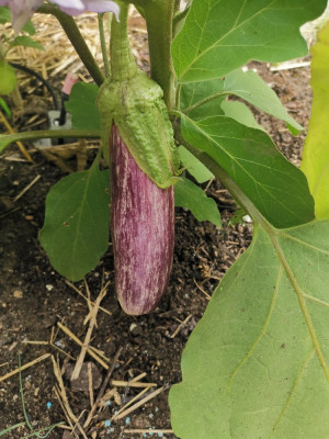 Aubergine_20240820.jpg