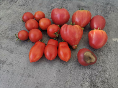 Tomatenernte_20240815.jpg