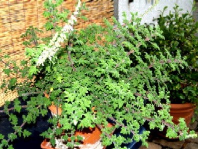 unbekannte--_Duftpelargonie.jpg