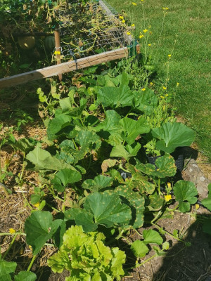 Melonen_20240821.jpg