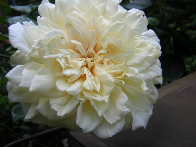 GroenanderungDSCN3158.JPG