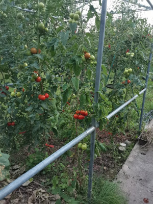 Tomaten 20240822.jpeg