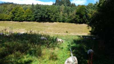 IMG-20240823-WA0010.jpeg