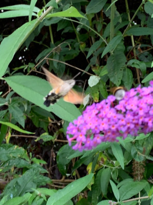 1178D81E-920A-4F5D-A213-2B276A3153B0.jpeg