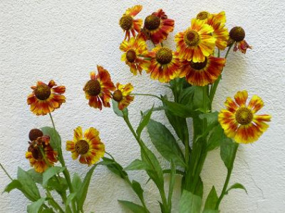 31.August_2008_50kl._Helenium_Fiesta_Kiekeberg.JPG