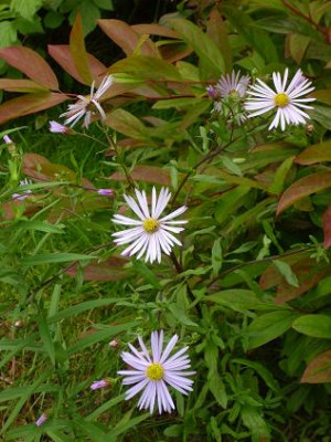 6.September_2008_Aster_pyr._Itea_virg.JPG