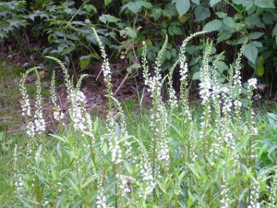 2._August_2008_014kl._Lysimachia_Snow-Candle_QF.JPG